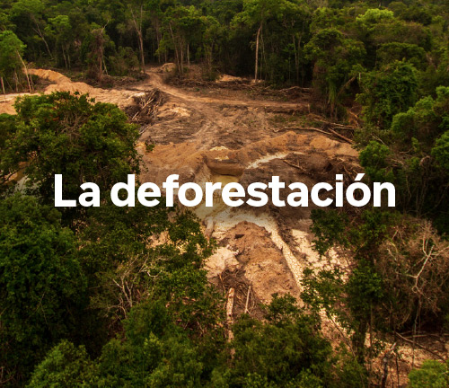 La deforestación, el enemigo número 1 de nuestro planeta Tierra