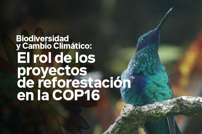 Biodiversidad y Cambio Climático: El rol de los proyectos de reforestación en la COP16